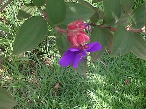 IMG01482-20140313-1448